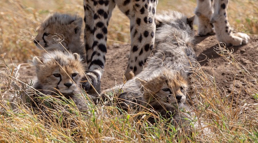 Planning a Safari Honeymoon: Romantic Destinations
